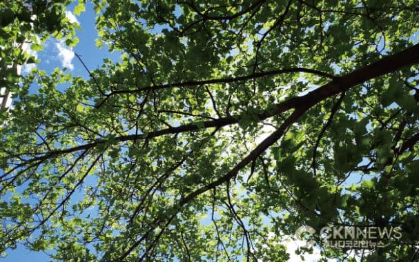 토론토, 한여름에서 한겨울로 '급변'…1967년 이후 가장 추워