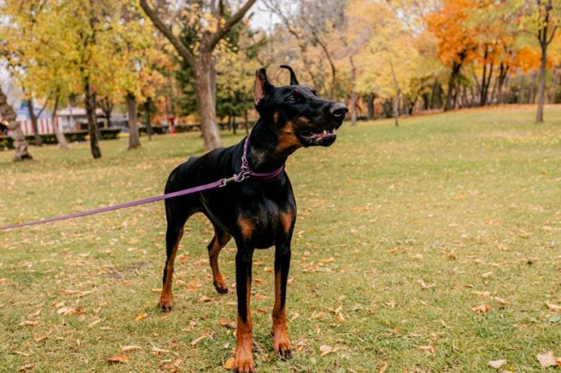 온타리오 반려동물 수술 금지 추진… 발톱·귀는 금지, 꼬리는 허용? 