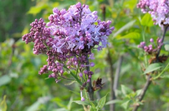 꽃길 걸으며 인생샷 한 컷 “온주 라일락 축제” 개최 
