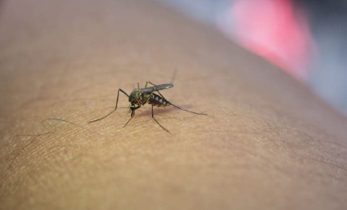 토론토, 웨스트나일바이러스 첫 감염 확인 “모기 주의보”