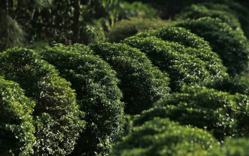 "공짜로 나무 받아가세요" 메트로링스, 무료 나눔 행사