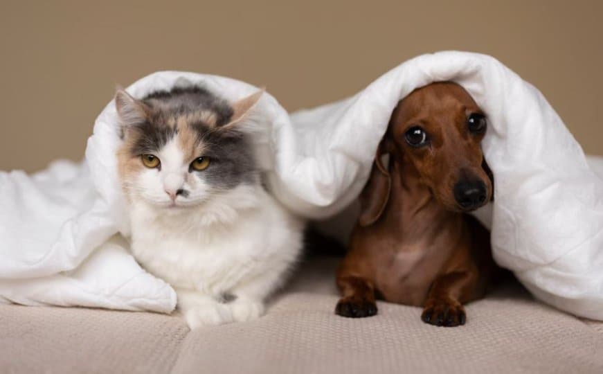 반려동물 보험료 ‘폭탄’… 노령견 월 800달러 넘어