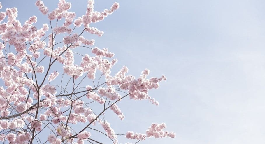 토론토 이번주까지 '널뛰기 날씨' … 다음주부터 완연한 '봄'