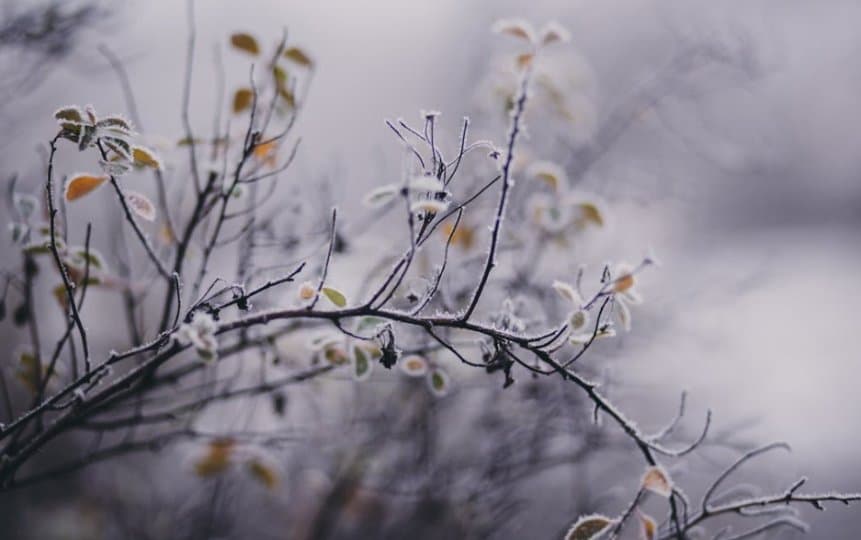 광역토론토 ‘때늦은 꽃샘추위’ 비상 … 황색 서리 주의보 발령