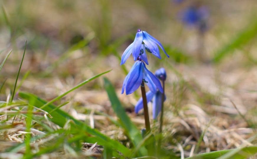 온타리오 전역 "파란 꽃의 습격" 시베리아 스퀼 주의보