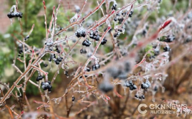 토론토 얼음비 경보 해제… 정전 피해 속출