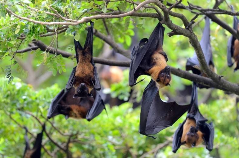 치사율 75% 인도 '니파 바이러스'… 캐나다는 과연 안전한가