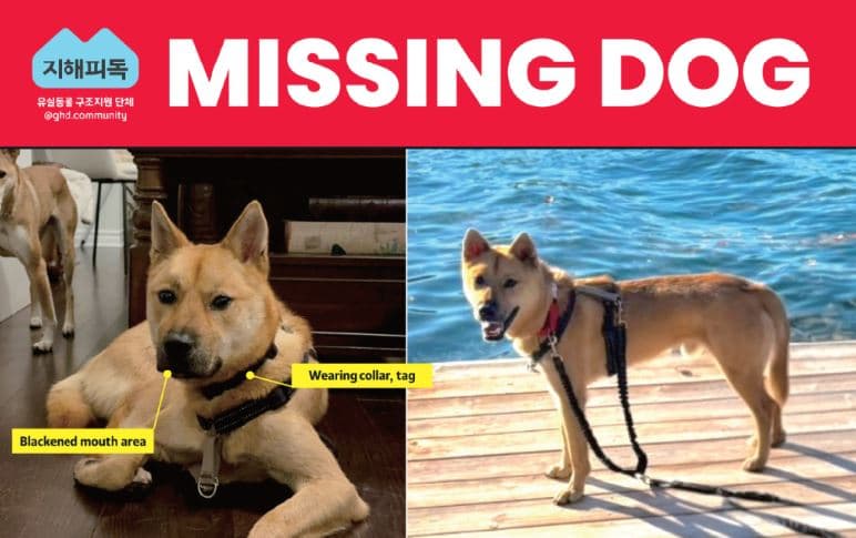 “오타와서 실종된 진도 구조견 ‘도니’를 찾습니다”… 교민 제보 절실