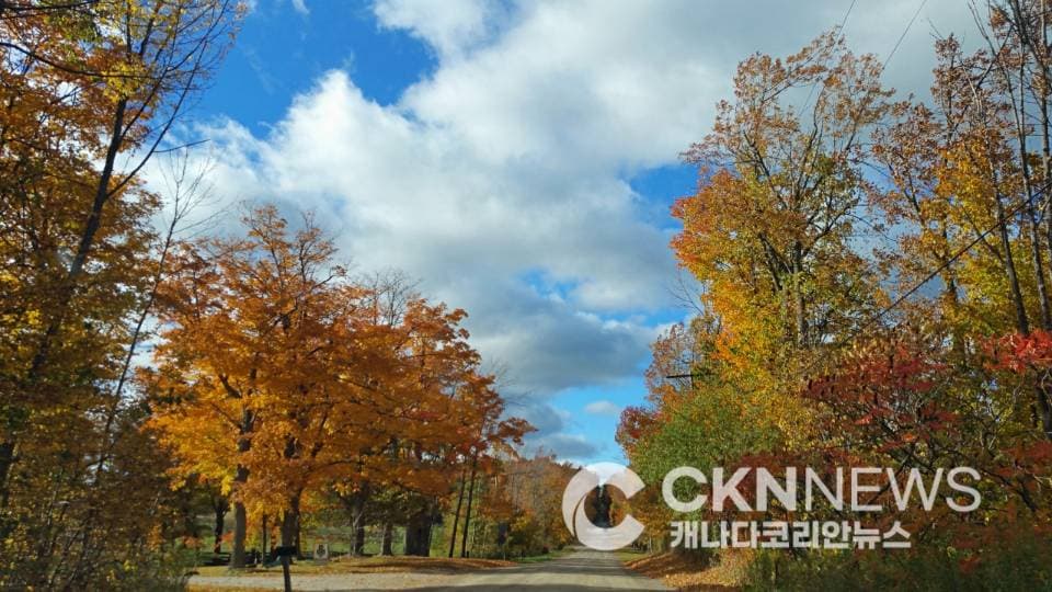 추수감사절 단풍나들이 갈까?… 광역토론토 깜짝 '봄날씨'
