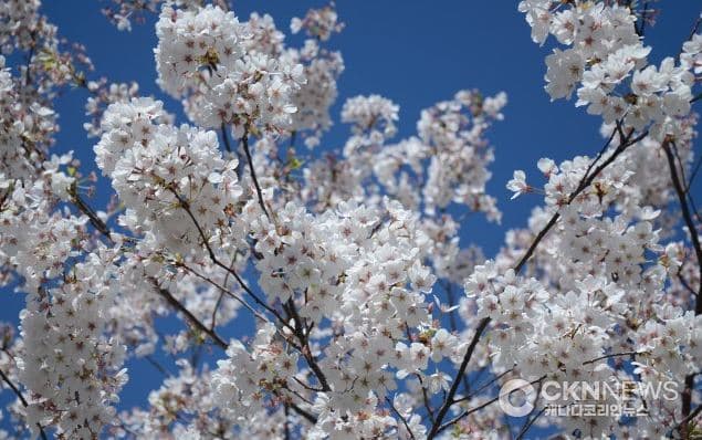 앞으로 2주, 토론토 하이파크 '벚꽃 구경' 놓치지 마세요