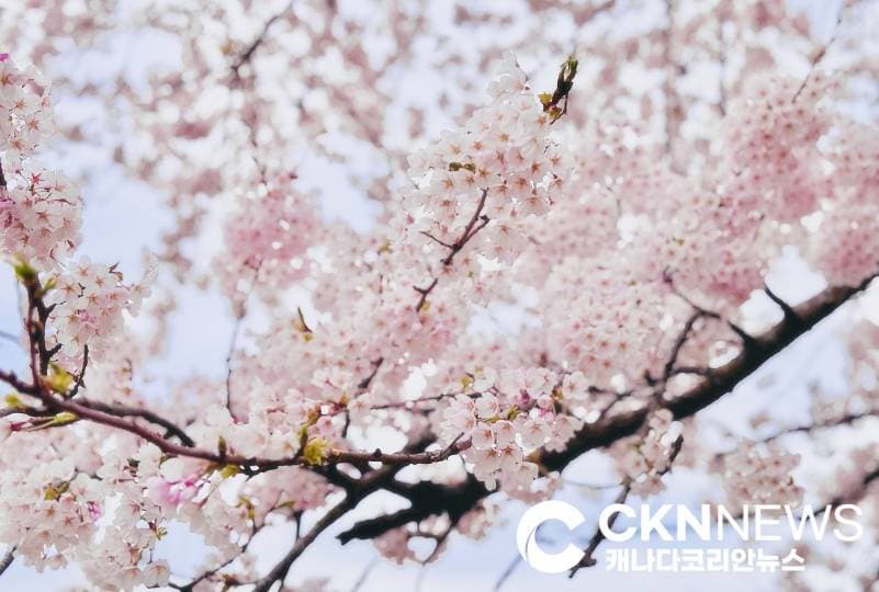 토론토 하이파크 벚꽃 개화 임박… 인생샷 절호의 챤스