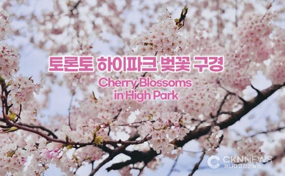 "벚꽃 시즌이 왔다" 토론토하이파크, 4월 말 만개 