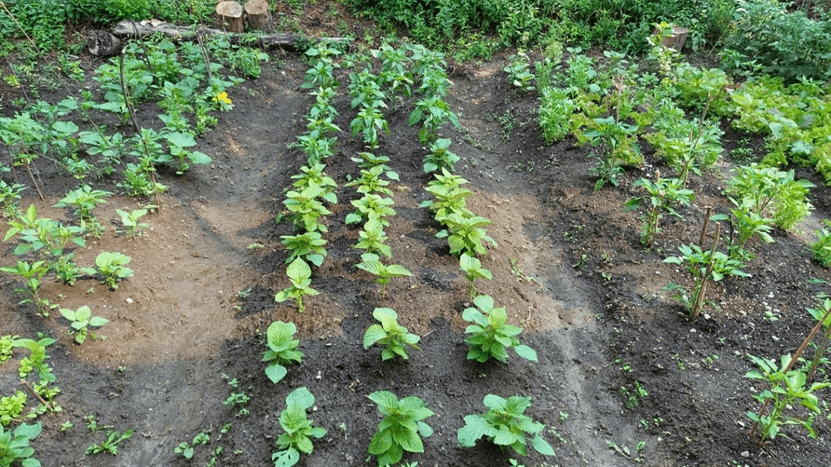 "도심 속 힐링 농장" 토론토한인회 2026년도 텃밭 분양 시작