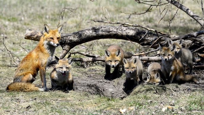 사진작가 김봉선의 '여우 가족 이야기'    
