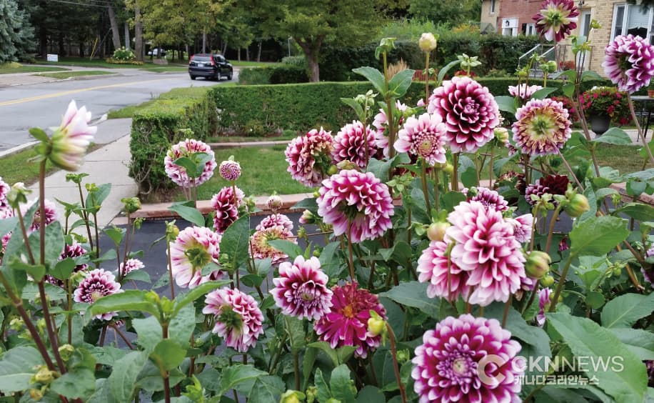 예쁜 정원 자랑하기 '제22회 토론토 정원 경연대회'
