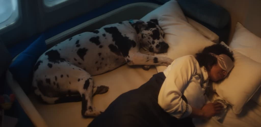 세계최초 반려견전용 항공사' 운항시작