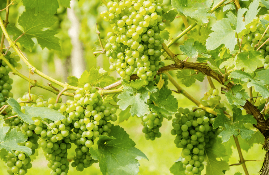 냉장고에서 3개월도 거뜬⋯장기 보관 가능 '이 과일'은?