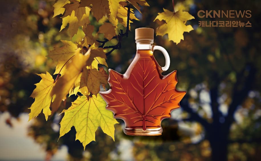 따뜻한  캐나다 겨울 '메이플시럽 생산' 급감