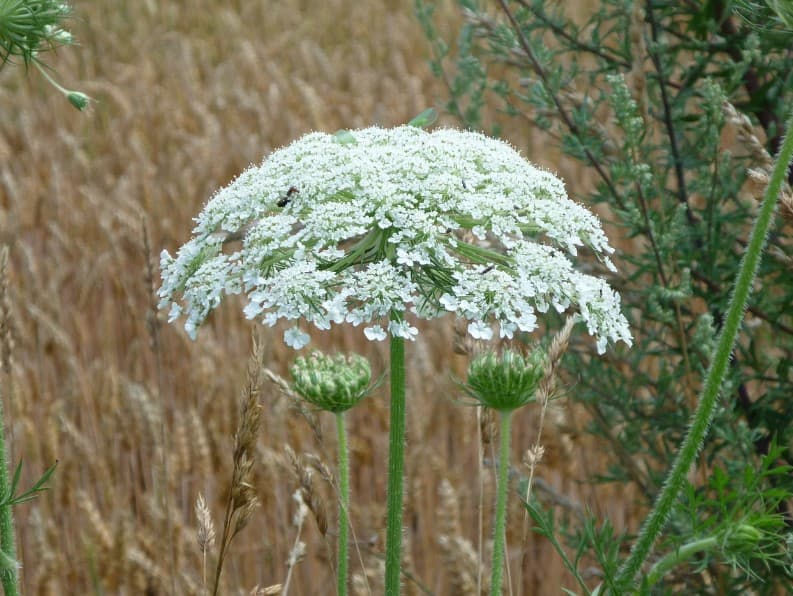 공원 산책 '큰 멧돼지풀' 절대 만지지 마세요!