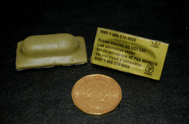 공원 산책로 '녹색 마시멜로" 줍지 마세요