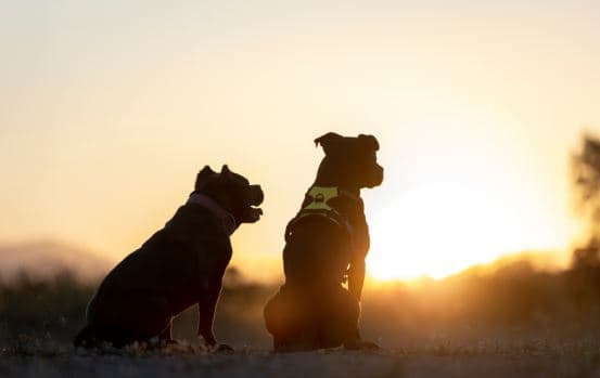 온주 윈저, 반려견 14마리 '파보바이러스'로 죽어