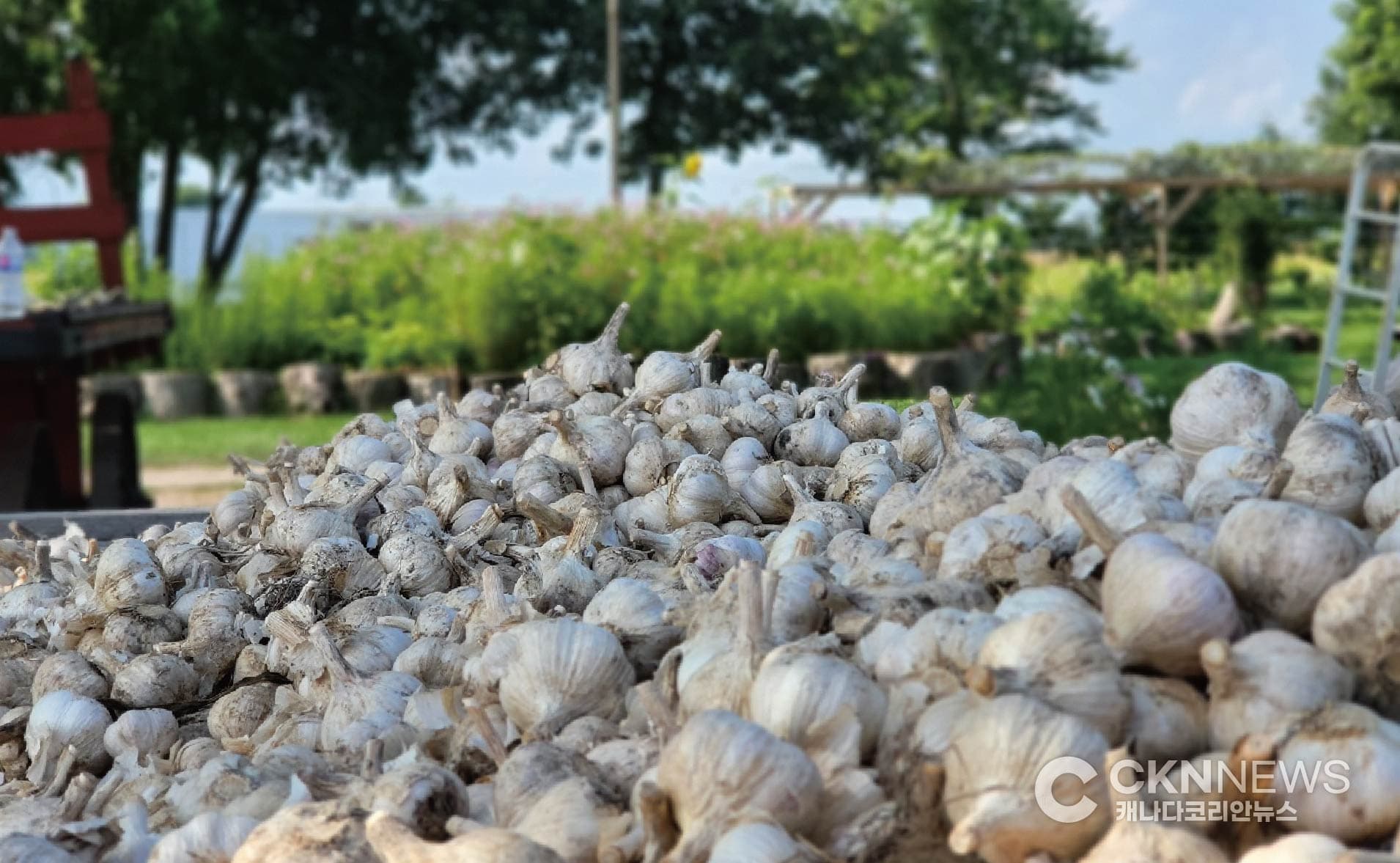 온주 '초보농장'에서 직접 재배한 육쪽마늘을 맛보세요 