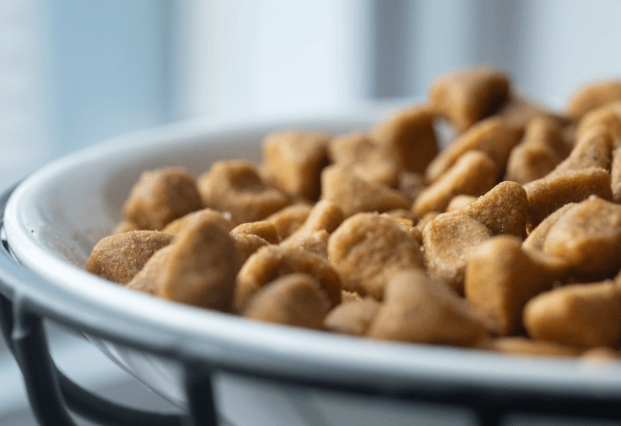 무더운 여름, 반려동물 사료 "이렇게 보관하세요"