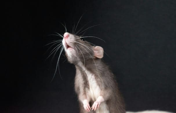 美 최초 '쥐 조류 인플루엔자' 검출… 캐나다 대비 강화