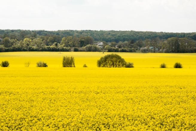 중국, 캐나다산 농산물 100% 보복 관세… 무역 긴장 고조
