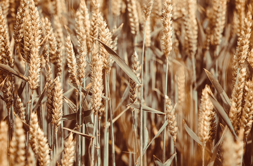 올 여름 빵, 과자 가격 또 오르나?