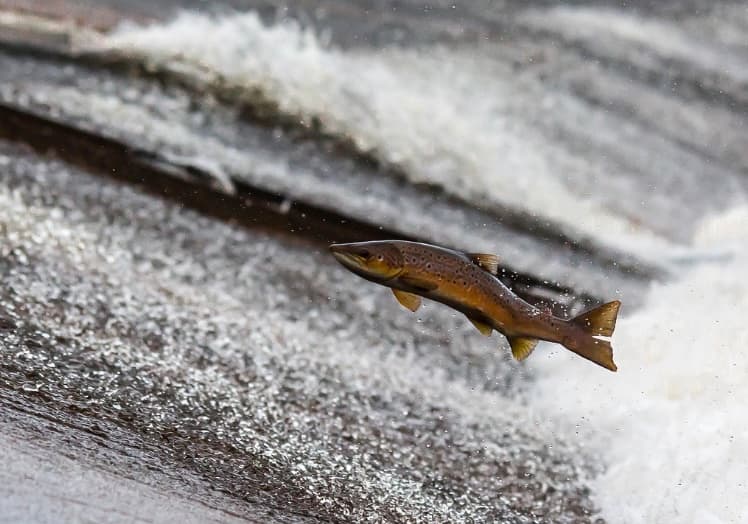 "연어떼가 돌아온다"⋯토론토 도심 강변서 '연어 회귀' 시작