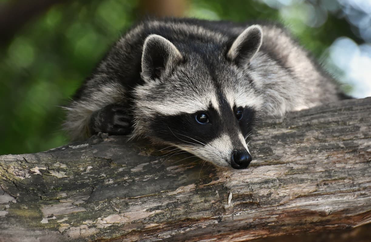 토론토시 '좀비 너구리' 경계 경보 발령