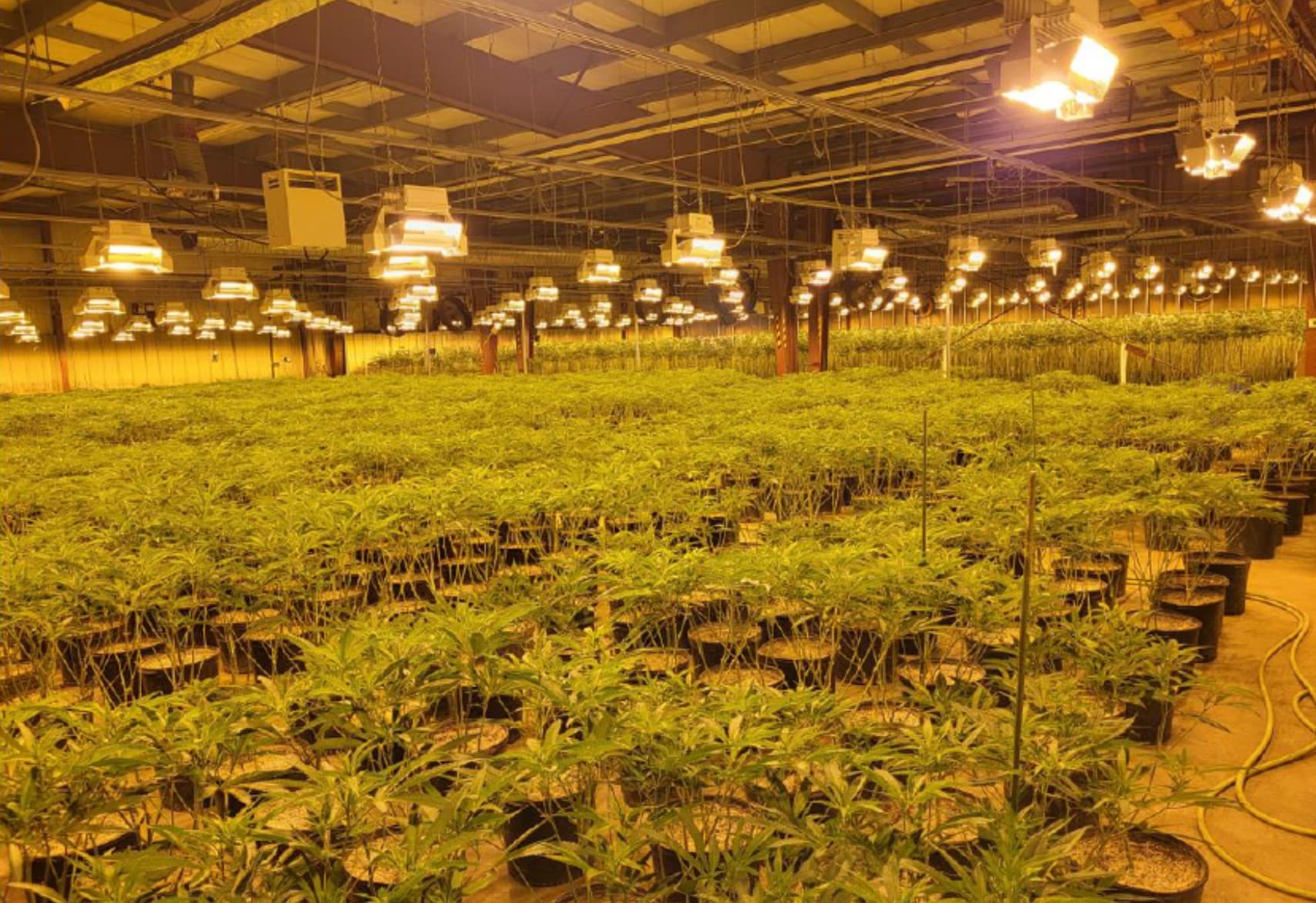 온주 경찰, 불법 대마초 대규모 재배시설 적발