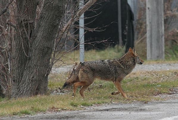 코요테 공포에 떠는 토론토 … 3개월간 반려견 공격 '40건'