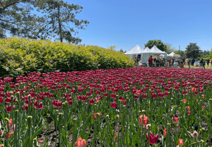 "아름다운 튤립을 감상하세요"⋯9일(금) 오타와 튤립축제 개막