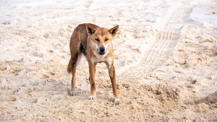 캐나다 19세 여성, 호주 섬 해변서 숨진 채 발견 …야생 들개 조사