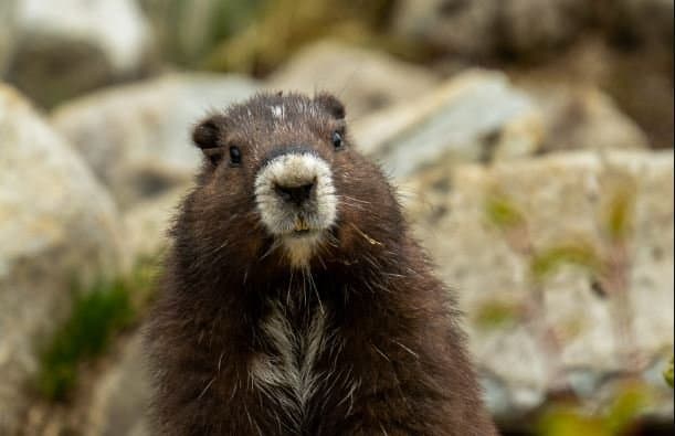 “벌써 봄이 온다?” 캐나다 그라운드호그 ‘이른 봄’ 예측