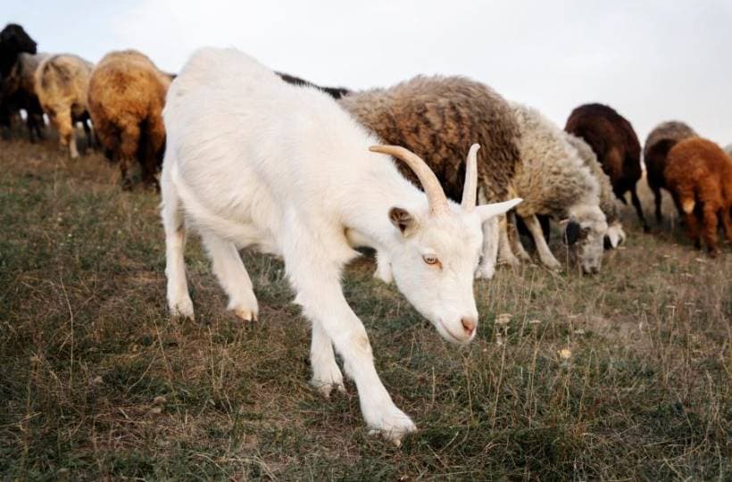 "산불 막는데 염소가 최고?"… 美 캘리포니아 277마리 동원