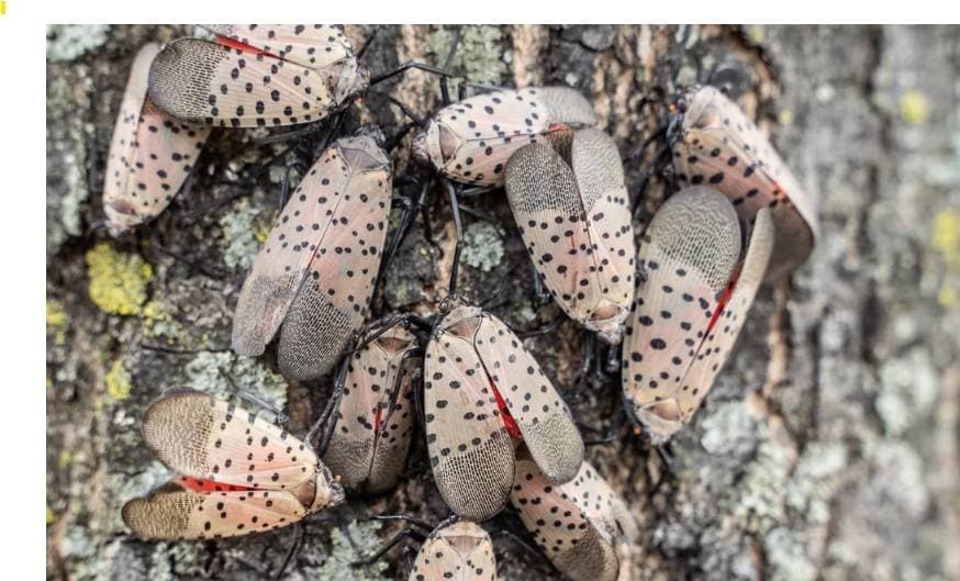 ์จํ๋ฆฌ์ค โ์ฃผํ๊ฝ๋งค๋ฏธ ์ต๊ฒฉ' ๋น์โฆ ์์ธ ๋๊ฐ ์ดํ ํ ์๊ธฐ