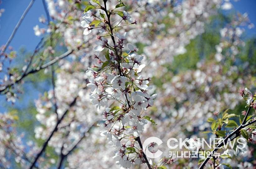 토론토 하이파크 벚꽃, 4월 28일 '핑크빛 장관' 예고