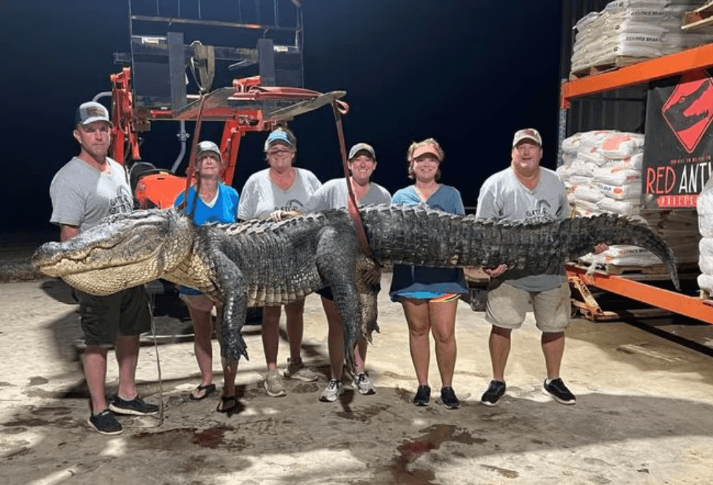 악어 몸길이만 무려 '4.2m' 미국서 초대형 악어 잡혀